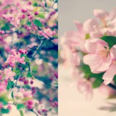 Audrey's Cherry Blossoms